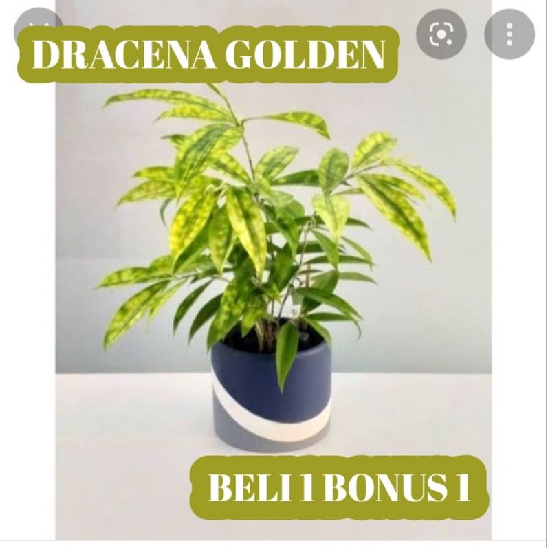 BAMBU DRACENA GOLDEN TUTUL HIJAU FLORIDA