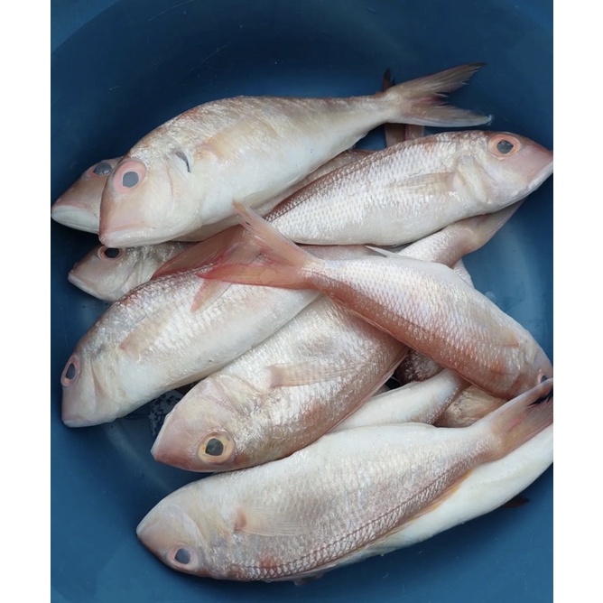 

ikan merah