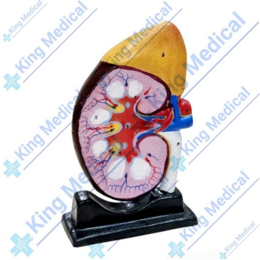 Model Ginjal Manusia