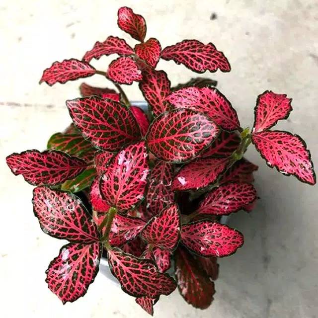 FITTONIA RED VEIN fittonia merah paperomia verschaffeltti LEATHER LEAF WHITE BROCADE