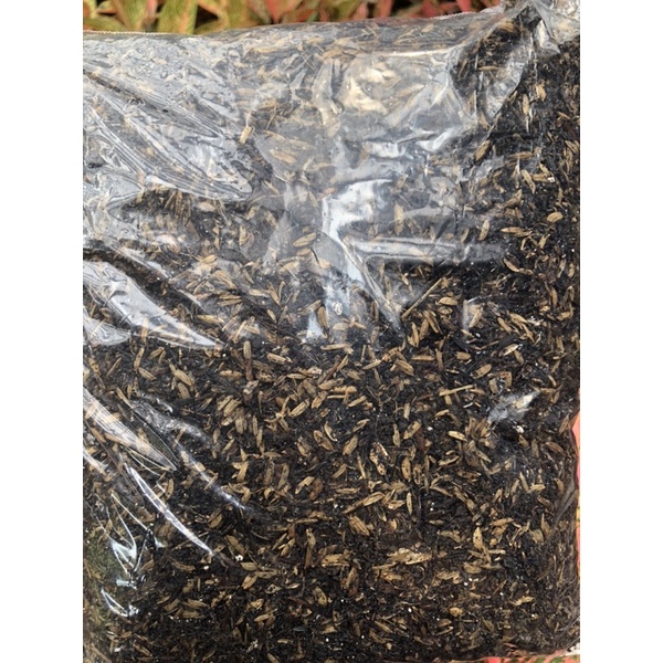 Media Tanam Premium ( Fael Metan ) 1kg