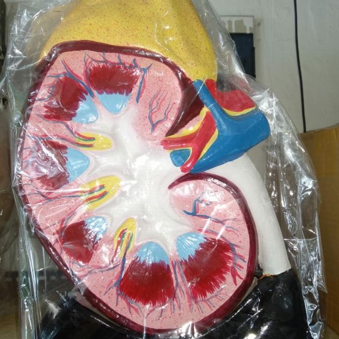 model ginjal manusia / torso ginjal manusia