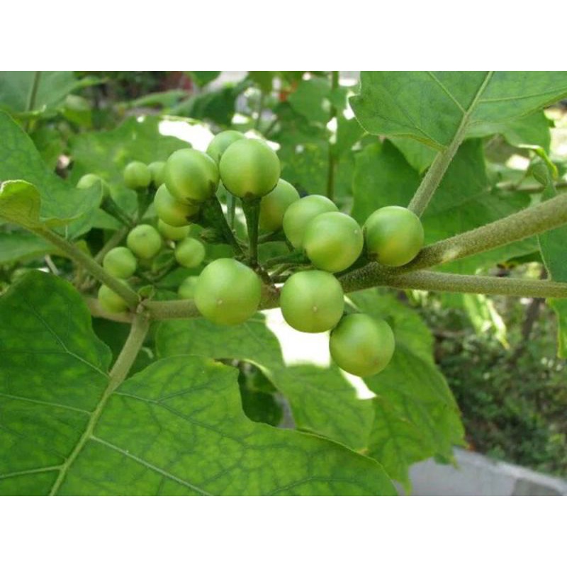 

Rimbang Tekokak Segar 250gr