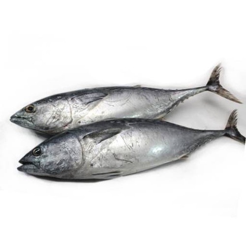 

Ikan Segar Tongkol 500 Gram Fresh