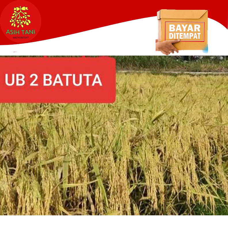 Benih Bibit Padi Unggul UB2 Batuta 5kg Asli Aceh Berkualitas