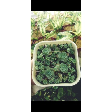 Sukulen orostachys iwarenge