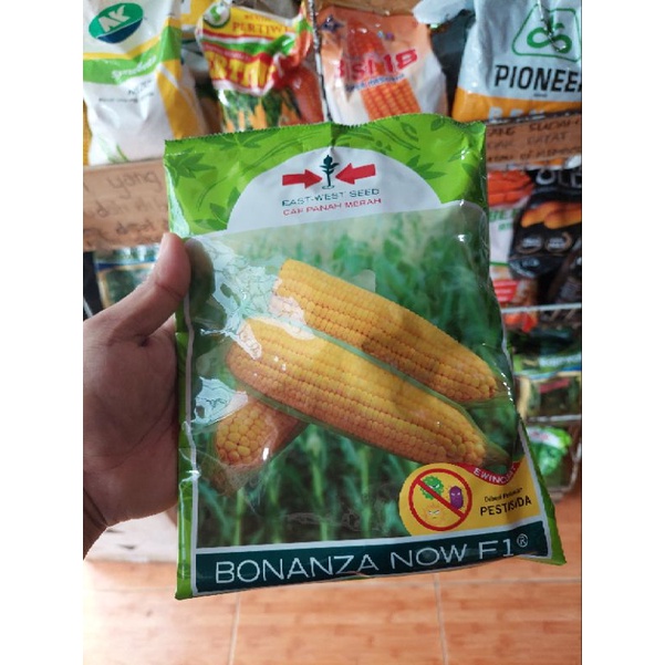 Benih jagung manis BONANZA NOW F1 1800 butir kemasan kaleng jagung manis hibrida dari PANAH MERAH bo