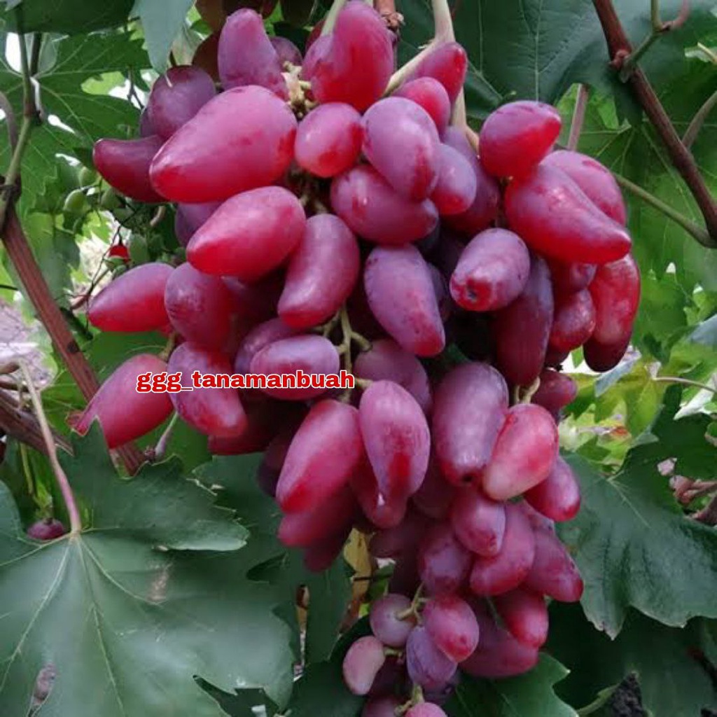 Bibit Anggur Import Dubovsky Grafting Cepat Berbuah