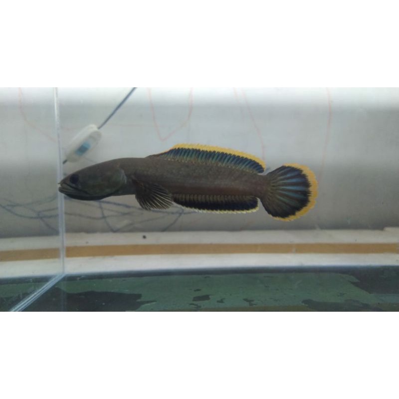 Chana Limbata rim tebal 14-17cm (Promo Beli 1 Gratis 1)-4