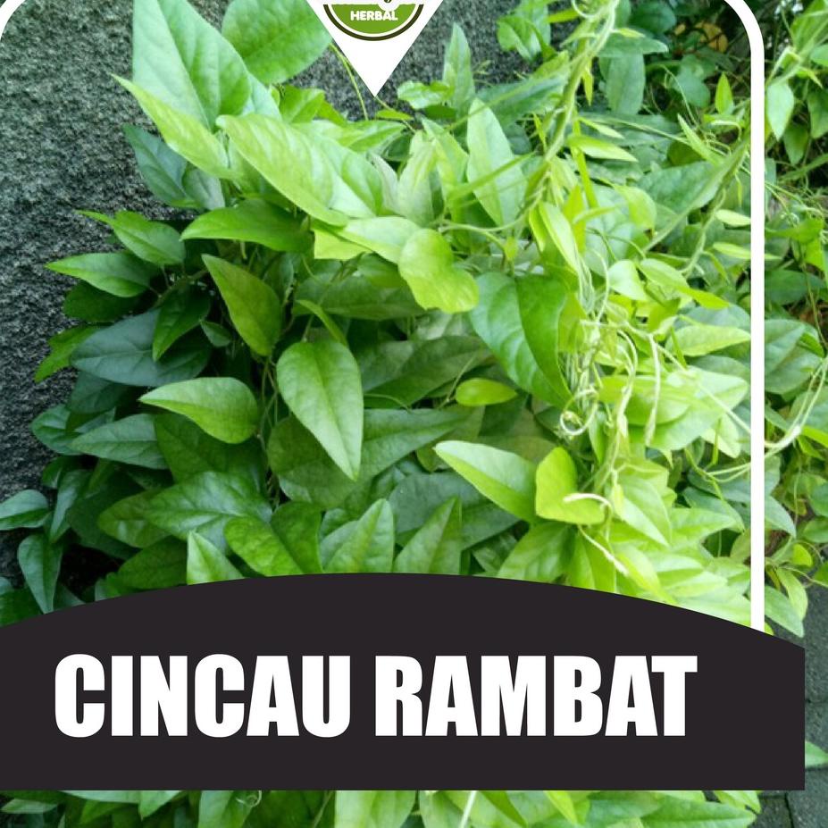 

ㅱX Daun Cincau Segar Non Bulu (100 lembar) BEST SELLER 3380 ◈