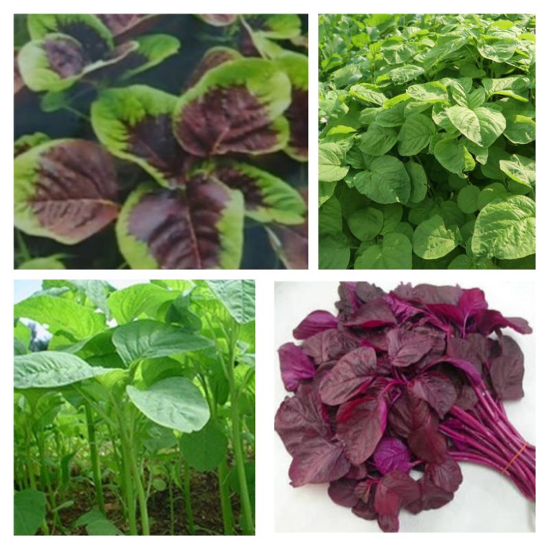 5 jenis Bayam (merah, tiwi, cabut, potong), brazil)