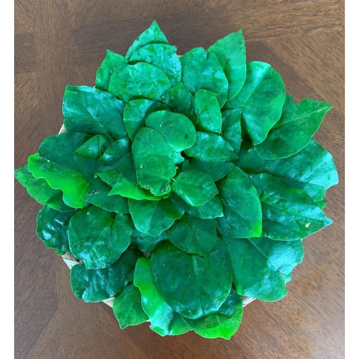 

Daun binahong fresh organik 100 gram / daun herbal binahong segar di petik dadakan