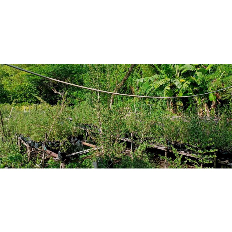 5 pohon santigi mawar dari biji