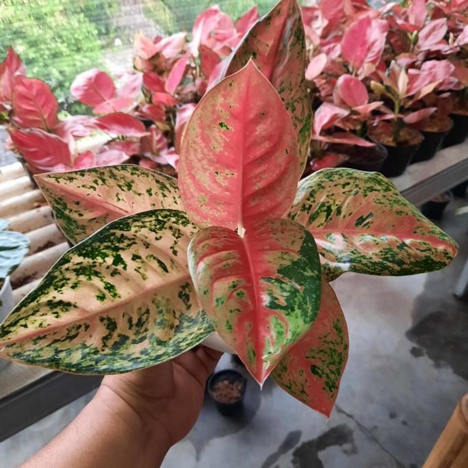 aglonema mahasety