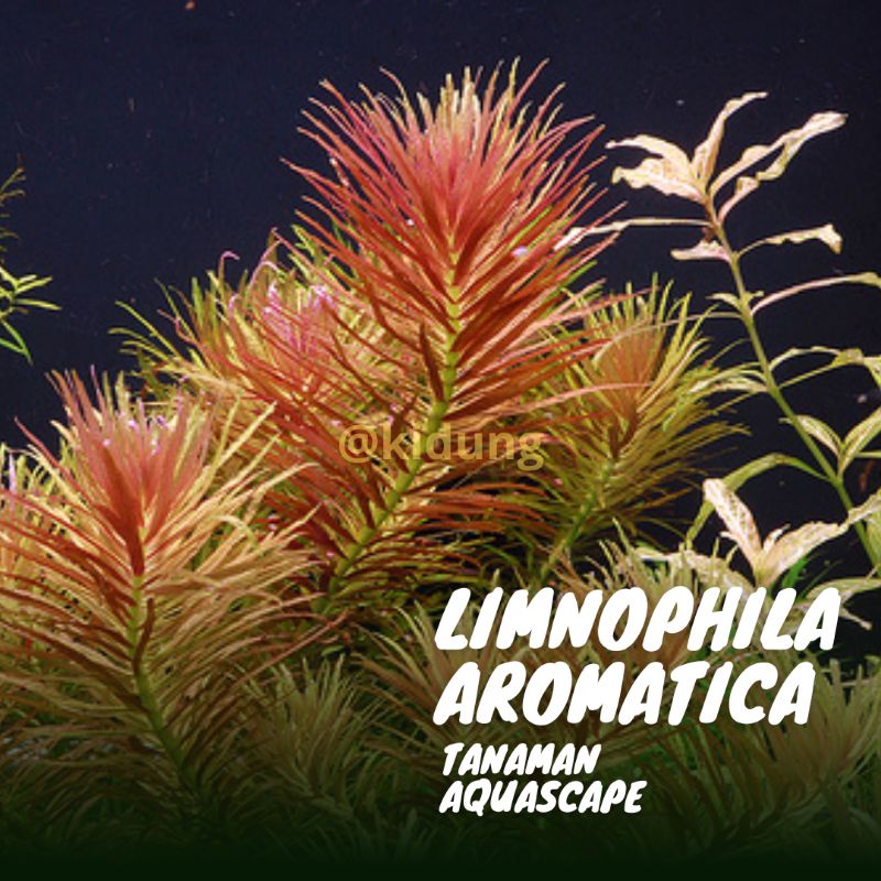 Limnophilla Aromatica ( Tanaman Aquascape Tumbuhan Air Aquarium)