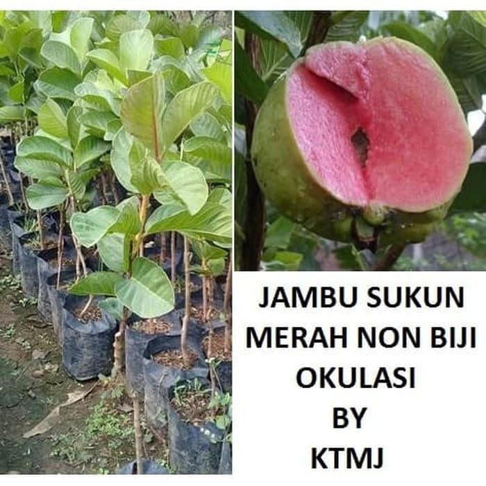 Bibit Tanaman Pohon Jambu Sukun Hasil Okulasi/Cangkok Jaminan Asli FF11