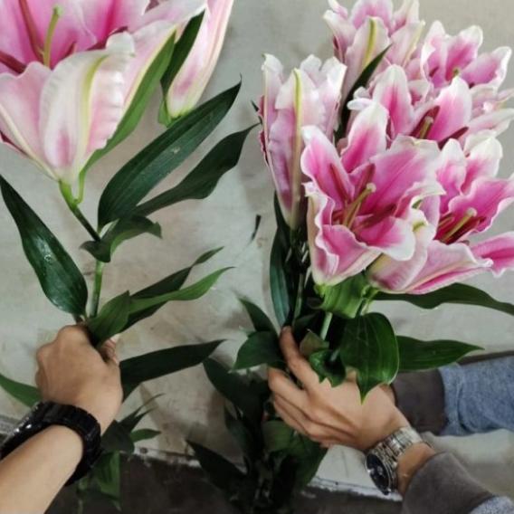 bunga Lily casablanca