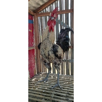 Ayam Jago Pelung Jumbo  Asli Cianjur Umur 1 tahun Kondisi Hidup Jenis Kelamin Jantan