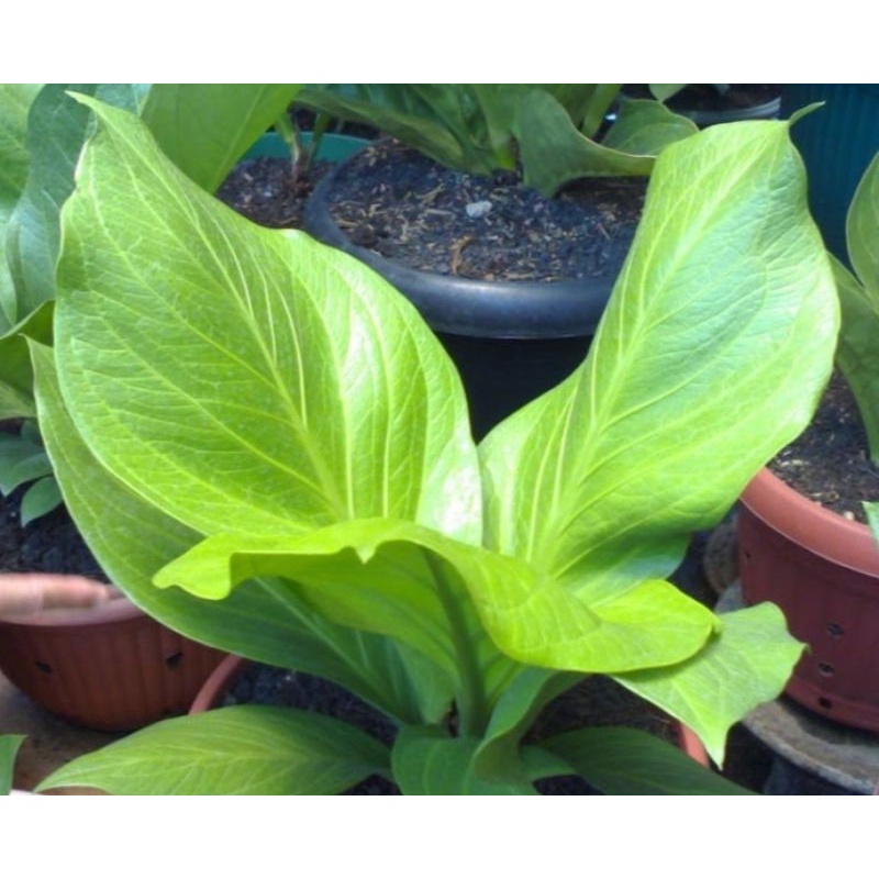 Anthurium Jemani Cobra Catalog Daun Lebar Jemani Kobra Tanaman Hias