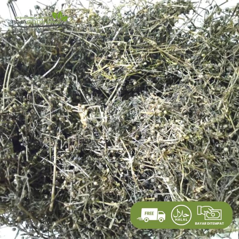 

meniran kering berkualitas 500 gram dan 1 kg