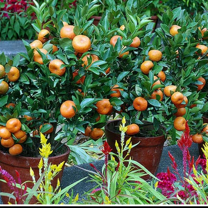 joss bibit jeruk Santang madu viral