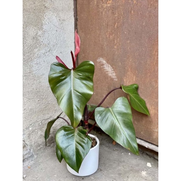 TANAMAN HIAS PHILODENDRON DARK LORD - TANAMAN HIAS INDOOR