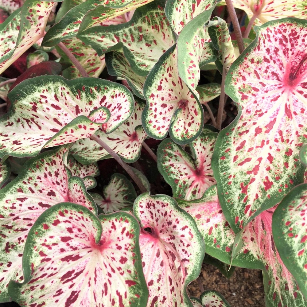 TANAMAN HIAS KELADI GINGERLAND