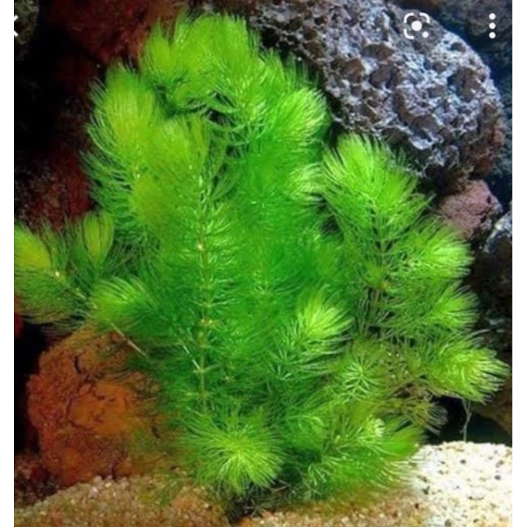 hiyasan aquarium ganggang air tawar 15 batang