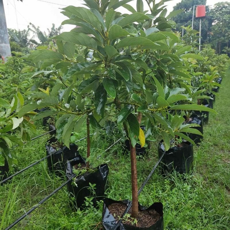 Bibit alpukat siger batang besar siap berbuah