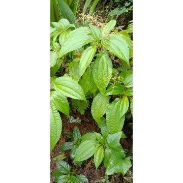 

Daun pohpohan