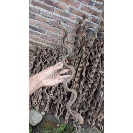 KAYU AKAR TRINIL / AKAR LANGIT AQUASCAPE