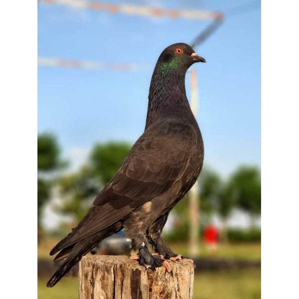 MERPATI TELOR telor merpati kolong jalur juara over cc