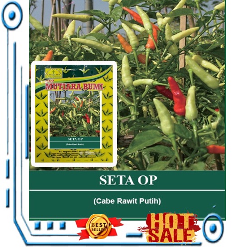 BENIH CABE RAWIT PUTIH SETA SUPER 10 GRAM ISI 1500-1900 BIJI