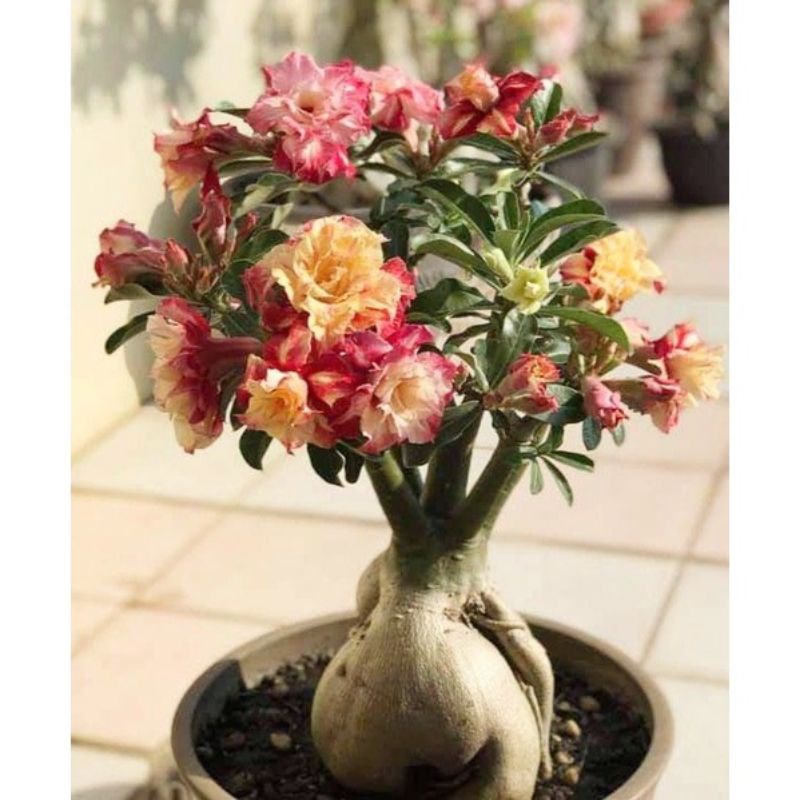 Adenium Kamboja Jepang Bunga tumpuk - Adenium Cabang - bunga tumpuk adenium Cabang seribu - Adenium 