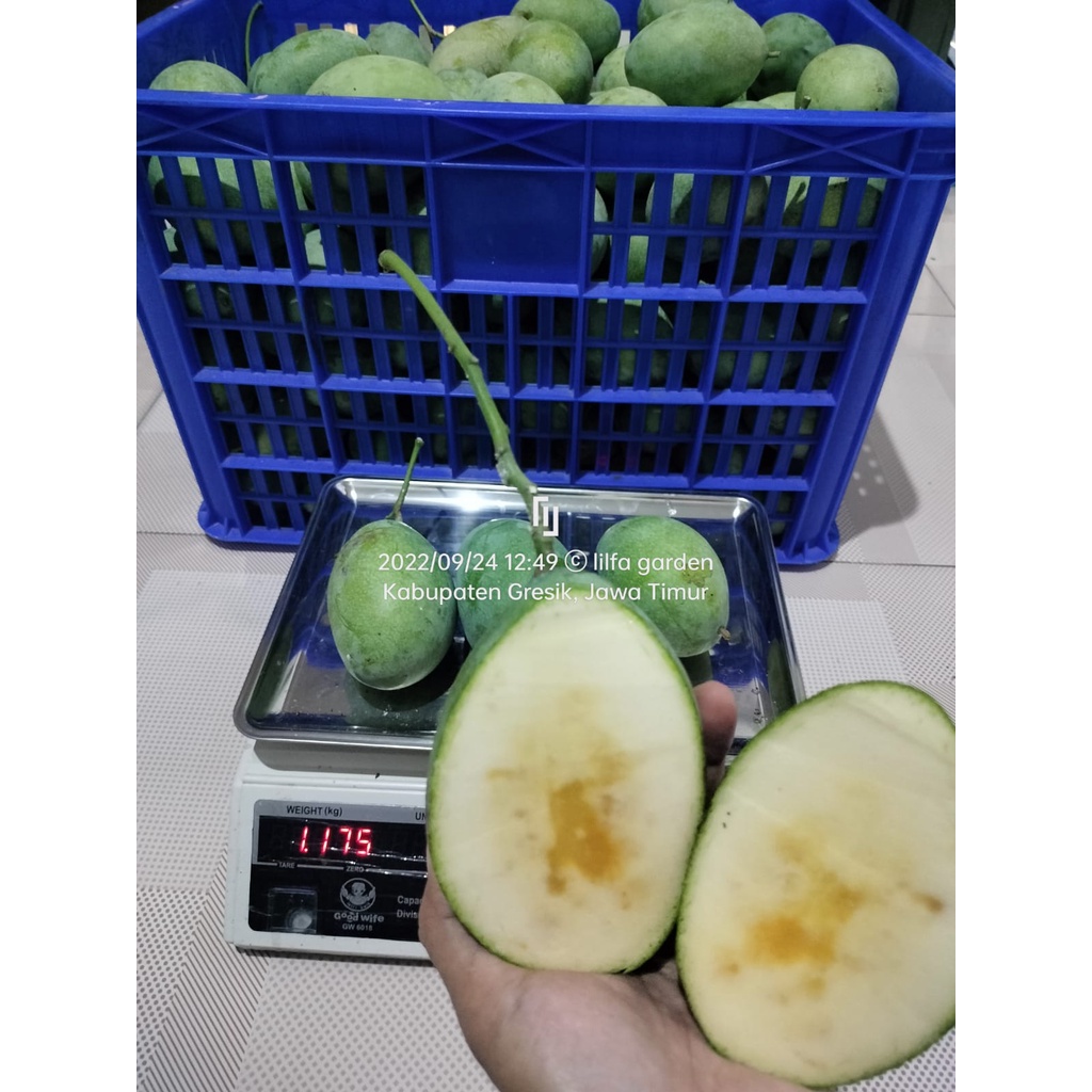 

MANGGA MADU MANALAGI 1KG isi 3-4-5 bisa request