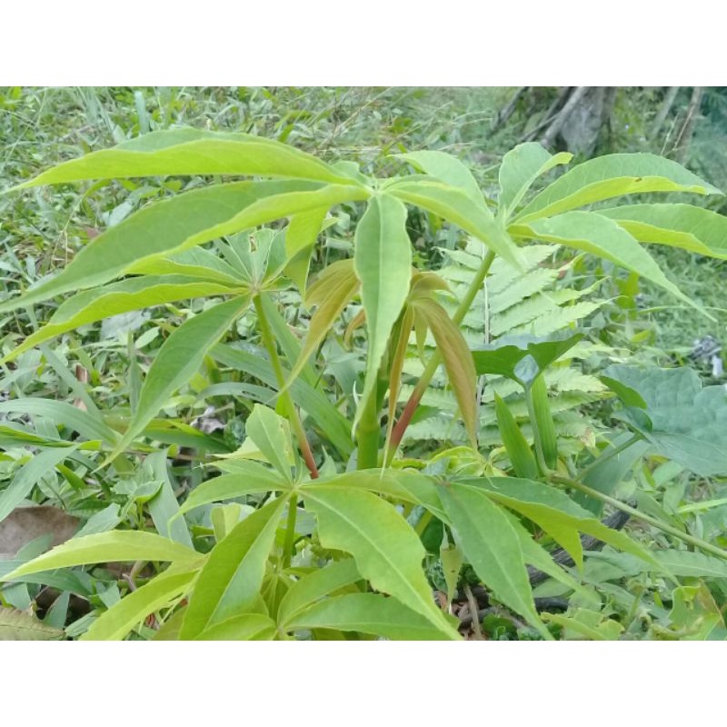 

Daun randu 250 gram