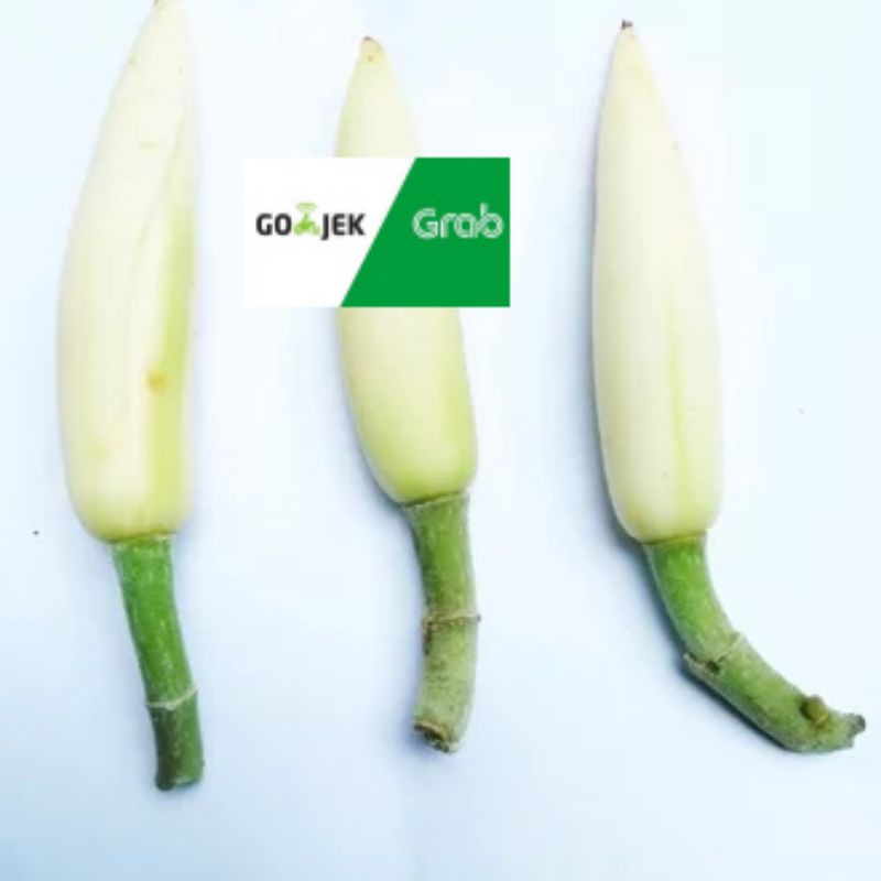 

kembang kantil putih or kuning 1 pcs kembang kantil puith or kuning rp 2.500