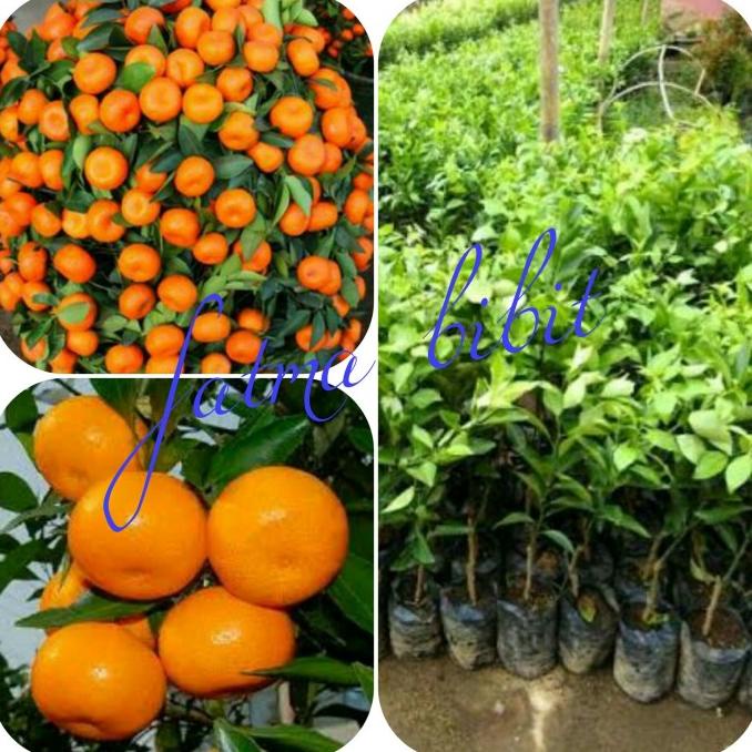 joss BIBIT JERUK SANTANG MADU viral