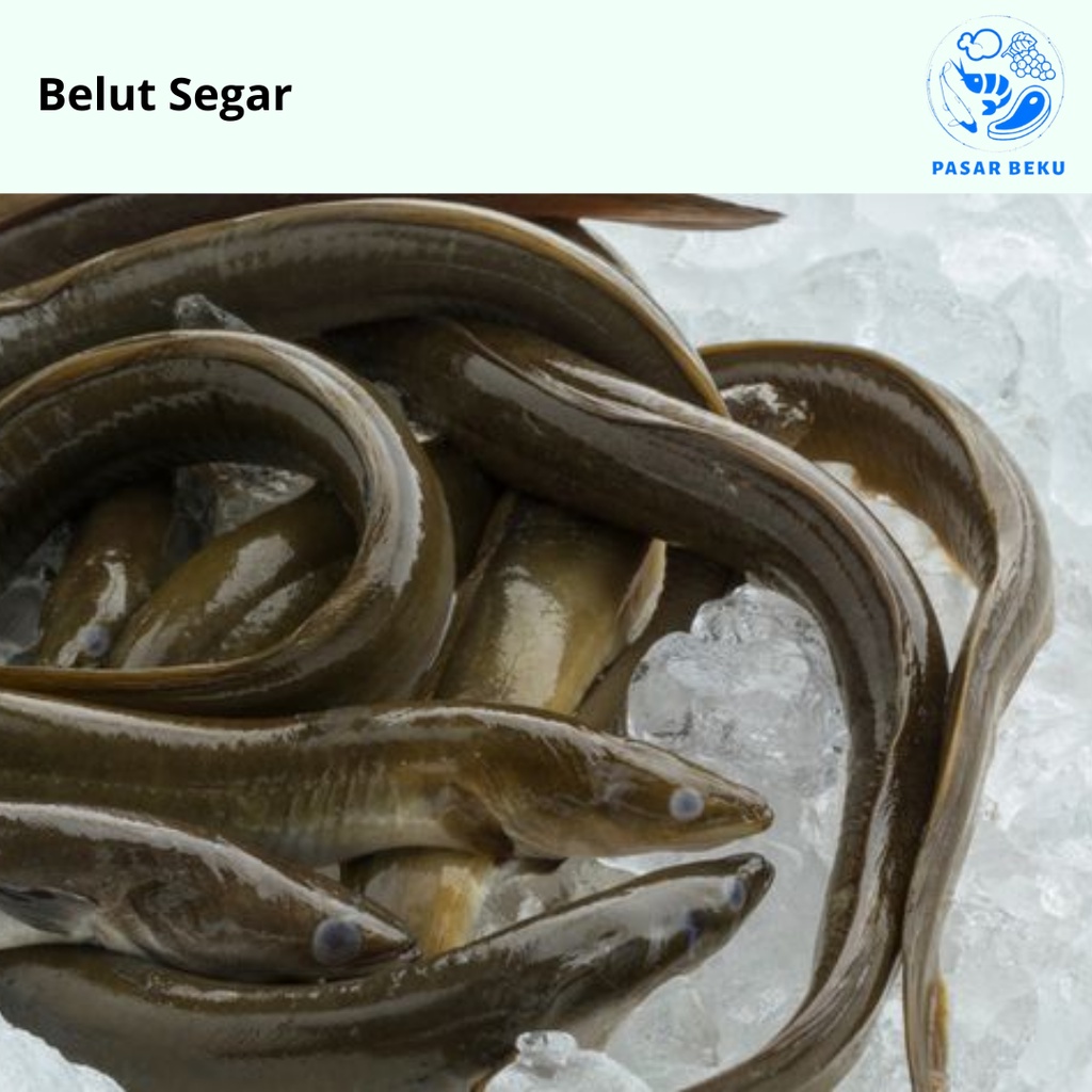 

Belut Segar 500gr Belut Potong Belut Sawah Pasar Beku Padang