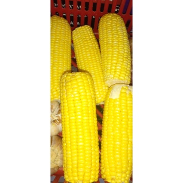 

JAGUNG KUPAS 500 gr