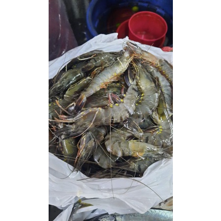 

Udang Pancet Segar