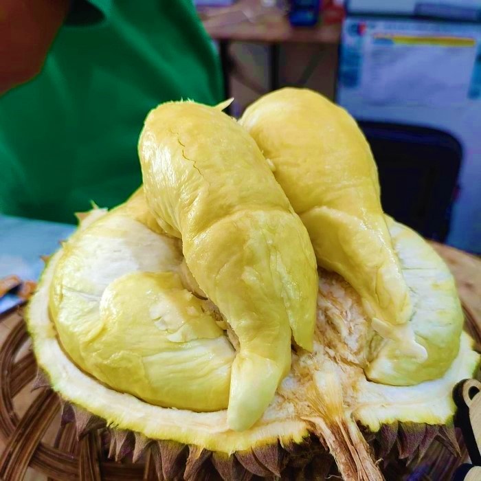 Bibit buah durian montong unggul jumbo - bibit tanaman durian Montong GG22
