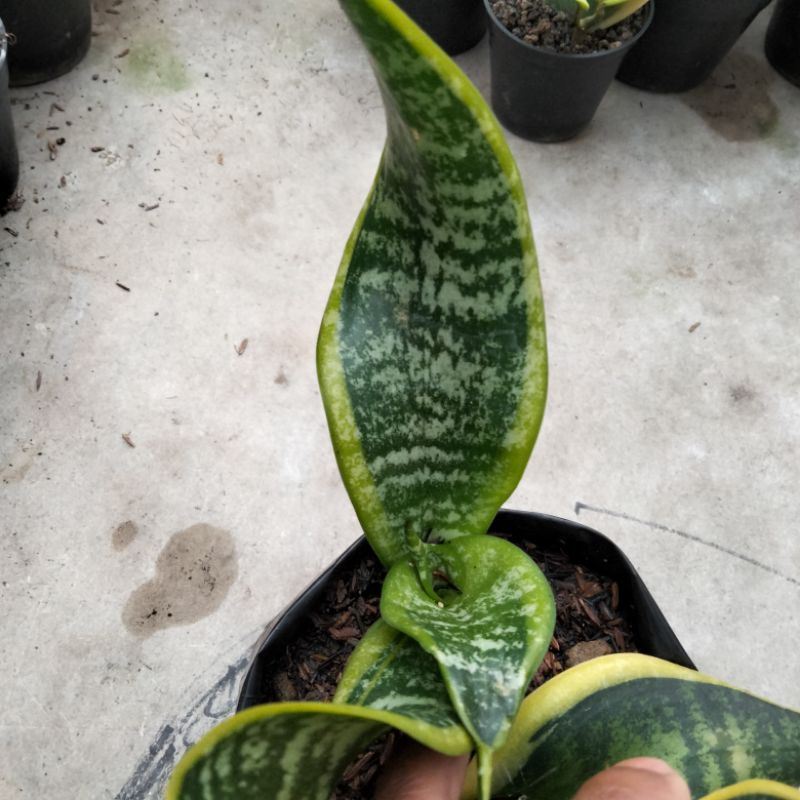 sansevieria twister
