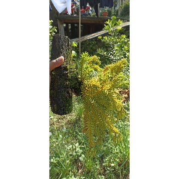 tanaman ekor tupai, anggrek ekor tupai, anggrek buntut bajing