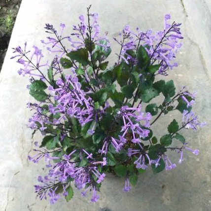 tanaman hias bunga monica ungu/kumis kucing/lavender monica