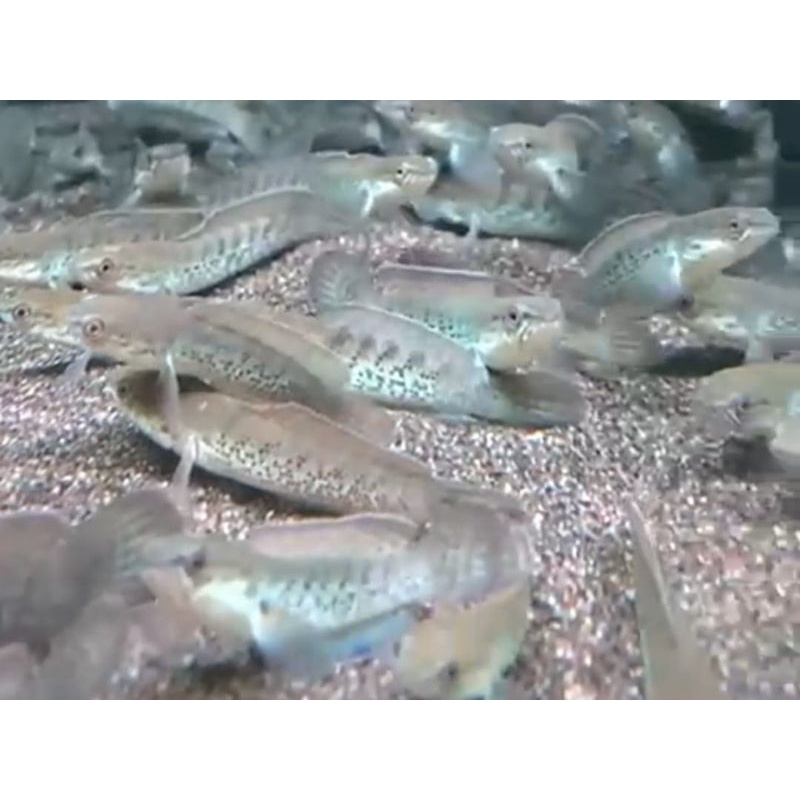 Paket 10 ekor Channa Stewarti 9-10cm