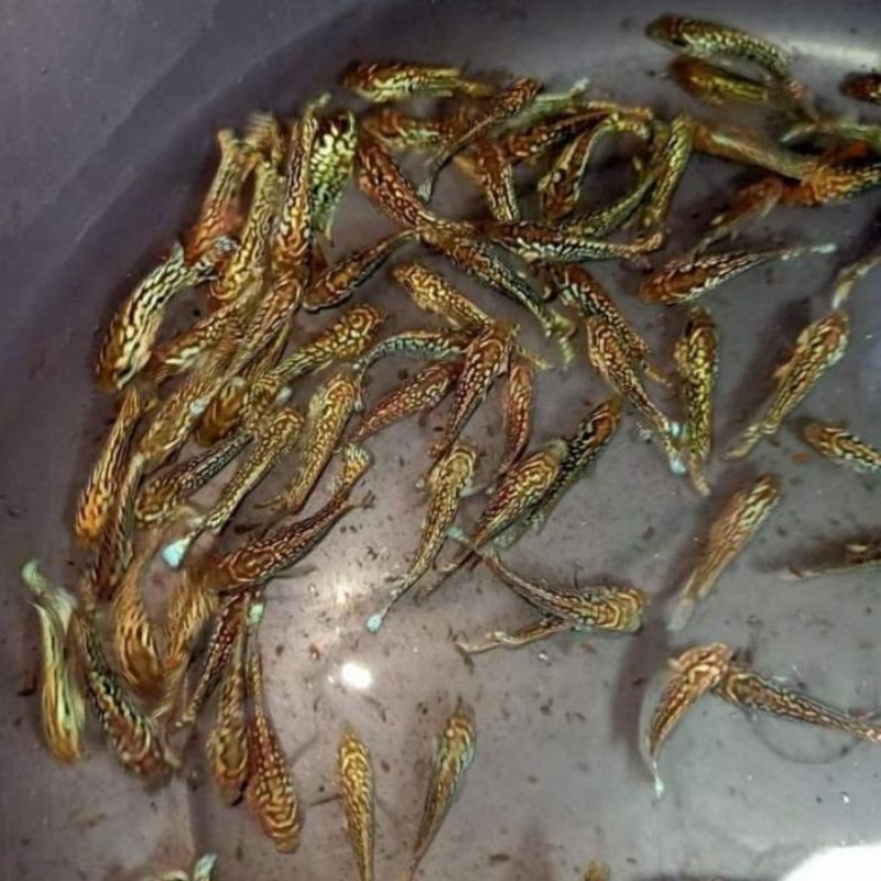 VIRAL  Burayak Ikan Kamfa F3 Lokal