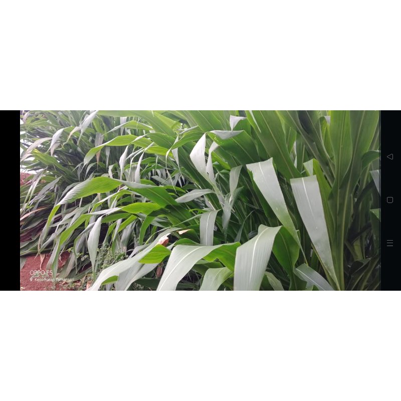 bibit rumput Guatemala super  isi 1kg (harga kiloan)