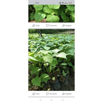 Bibit gmelina kayu putih