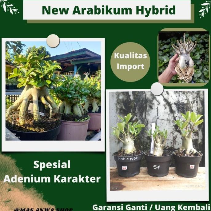 ADENIUM GODJI+MKMK X NSDD TERMURAH DAN PROMO